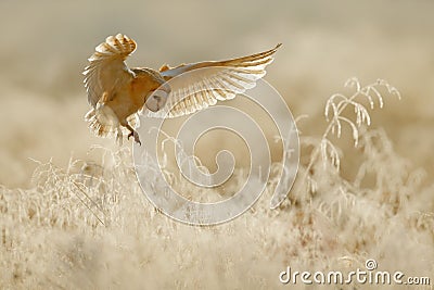 Owl fly with open wings. Barn Owl, Tyto alba, flying above rime white grass in the morning. Wildlife bird scene from nature. Cold Stock Photo