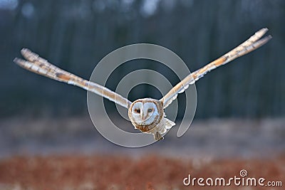 Owl fly with open wings. Barn Owl, Tyto alba, flight above red grass in the morning. Wildlife bird scene from nature. Cold morning Stock Photo