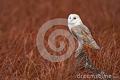 Owl fly with open wings. Barn Owl, Tyto alba, flight above red grass in the morning. Wildlife bird scene from nature. Cold morning Stock Photo