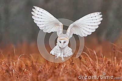 Owl fly with open wings. Barn Owl, Tyto alba, flight above red grass in the morning. Wildlife bird scene from nature. Cold morning Stock Photo