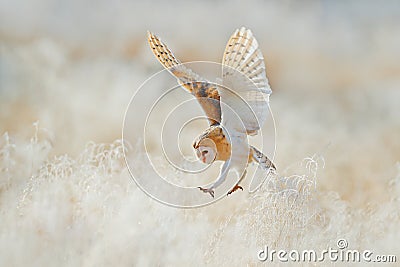 Owl fly with open wings. Barn Owl, Tyto alba, flying above rime white grass in the morning. Wildlife bird scene from nature. Cold Stock Photo