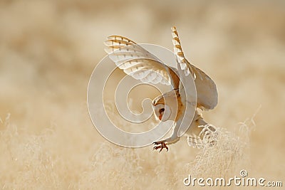 Owl fly with open wings. Barn Owl, Tyto alba, sitting on the rime white grass in the morning. Wildlife bird scene from nature. Stock Photo