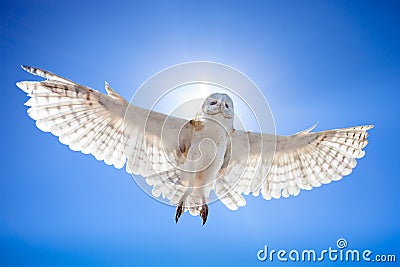 Owl in fly Stock Photo