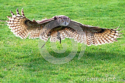 Owl Flying Stock Photo