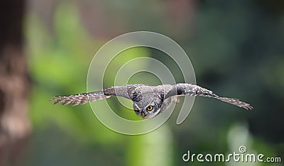 An owl flying action collection,Spotted owlet is a small owl which breeds in tropical Asia. Stock Photo