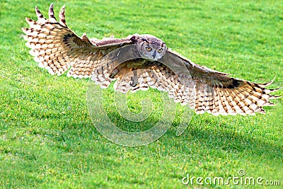 Owl Flying Stock Photo