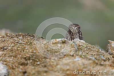 Owl in foggy morning. Little owl, Athene noctua, peaks out from behind stone, looking angry or strictly. Owl of Athena Stock Photo