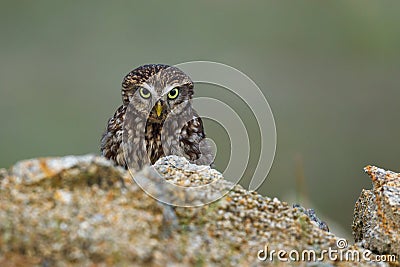 Owl in foggy morning. Little owl, Athene noctua, peaks out from behind stone, looking angry or strictly. Owl of Athena Stock Photo