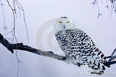 Owl at frosty sunrise. Snowy owl, Bubo scandiacus, perched on birch branch in frosty morning. Arctic owl observing surroundings. Stock Photo