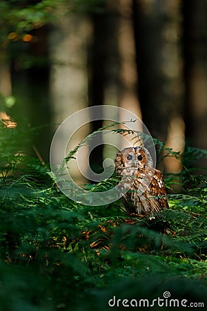 Owl in green forest. Tawny owl, Strix aluco, perched in green bracken. Beautiful brown owl in morning sunrays. Stock Photo