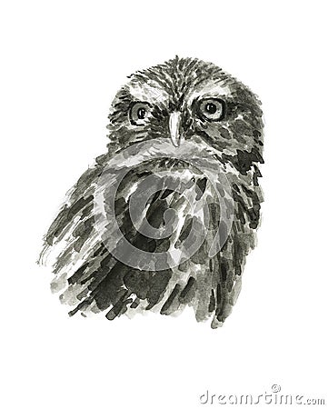 Owl Cartoon Illustration