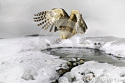 Owl hunting in cold water. Wildlife scene from winter in Hokkaido, Japan. River bird with open wings. Blakiston`s fish owl, Bubo Stock Photo