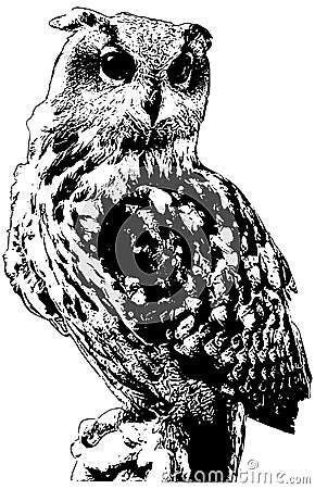 Owl illustration in black on white background Vector Illustration