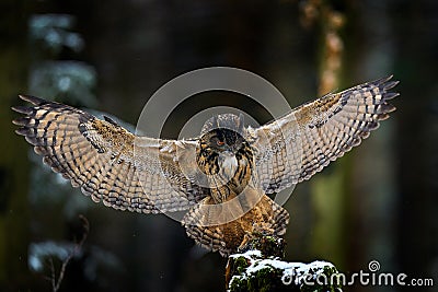 Owl landing. Eurasian Eagle Owl, Bubo Bubo, sitting on the tree trunk, wildlife photo in the forest with orange autumn colours, Stock Photo