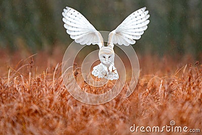 Owl landing fly with open wings. Barn Owl, Tyto alba, flight above red grass in the morning. Wildlife bird scene from nature. Cold Stock Photo