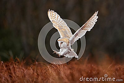 Owl landing fly with open wings. Barn Owl, Tyto alba, flight above red grass in the morning. Wildlife bird scene from nature. Cold Stock Photo