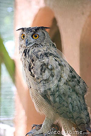 an owl looking at its right side with its yellow circular eyes Stock Photo