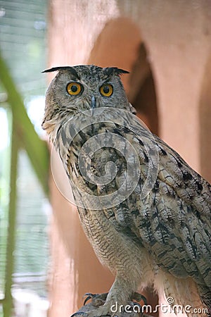 an owl looking straight at us with its yellow open eyes Stock Photo