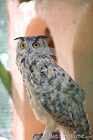 an owl looking up with its yellow circular eyes Stock Photo