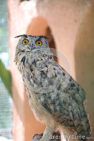 an owl looking up with its yellow open circular eyes Stock Photo