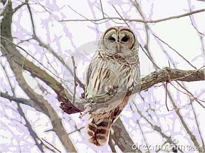 Owl always love you Stock Photo