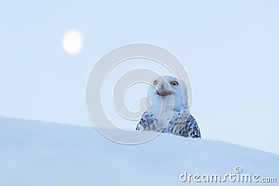 Owl with moon. Snowy owl, Nyctea scandiaca, rare bird sitting on the snow, winter scene with snowflakes in wind, early morning Stock Photo