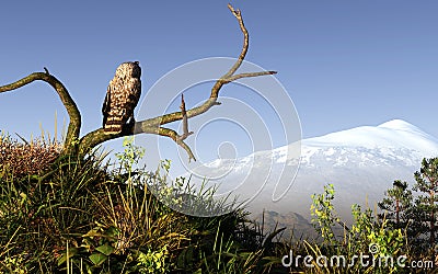 Owl and Mountain Stock Photo