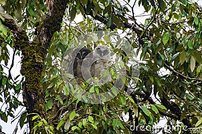 Owl nainital india Stock Photo