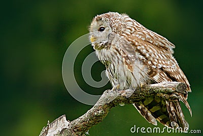 Owl in nature. Ural Owl, Strix uralensis, sitting on tree branch, at green leaves oak forest, Norway. Wildlife scene from nature. Stock Photo