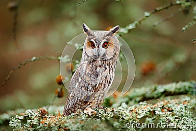 Owl in nature wood nature habitat. Bird sitting on the tree, long ears. Owl hunting. Green lichen Hypogymnia physodes. Long-eared Stock Photo