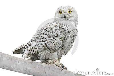 Owl Nyctea scandiaca Stock Photo