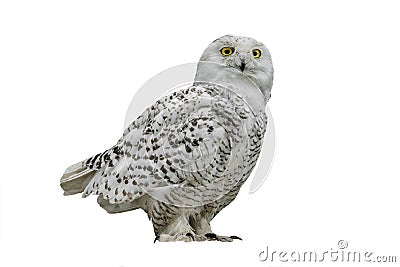 Owl Nyctea scandiaca Stock Photo