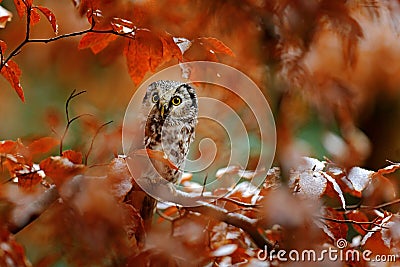 Owl in the orange forest. Boreal owl, Aegolius funereus, in the orange larch autumn forest in central Europe, detail portrait in Stock Photo