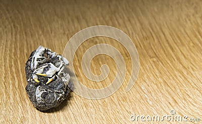 Owl pellet with bones on a wooden background Stock Photo