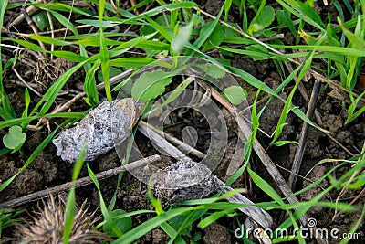 Owl pellet laying on the field, bird of prey pellets with fur and bones sticking out, indigested parts of animals eaten by olws, Stock Photo