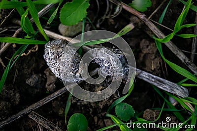 Owl pellet laying on the field, bird of prey pellets with fur and bones sticking out, indigested parts of animals eaten by olws, Stock Photo