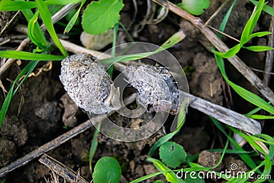 Owl pellet laying on the field, bird of prey pellets with fur and bones sticking out, indigested parts of animals eaten by olws, Stock Photo