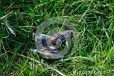 Owl pellets, indigested parts of animals eaten by olws, owl spit, vomit or regurgitation, are materials from the bird`s prey. Stock Photo