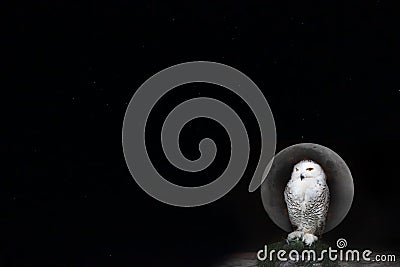 Owl perched on shown branch with full moon background. Stock Photo