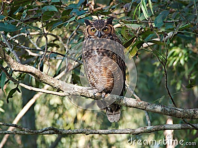 Owl perched on a tree in Baton Rouge, Louisiana Stock Photo