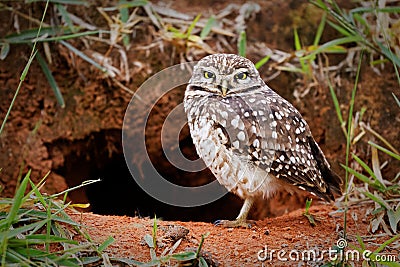 Owl protecting home Stock Photo