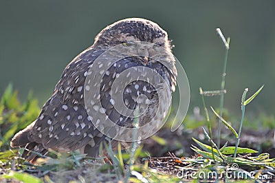 Owl shrunken looking forward Stock Photo