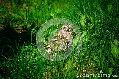 Owl sits in the green grass on sunny day outdoors. Little owl with open beak, close-up Stock Photo