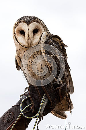 Owl sitting on gloved hand Stock Photo