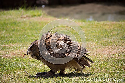 Owl is sitting on the ground, and hunting Stock Photo