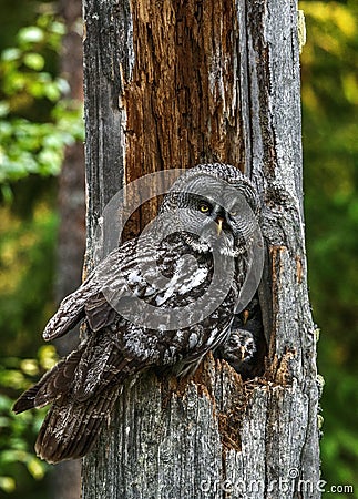 The owl sitting with little owlets in the nest in the hollow of an old tree. The Ural owl Strix uralensis. Summer forest. Natur Stock Photo