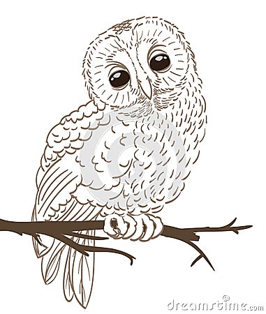 Owl sitting on a twig Vector Illustration