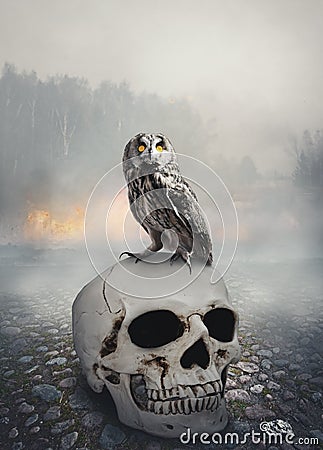 Owl on the skull. Halloween mystical scene Stock Photo