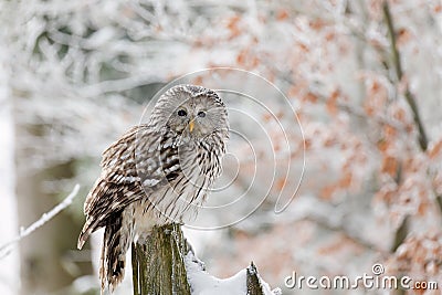 Owl in snowy forest. Ural owl, Strix uralensis, perched on rotten stump in beech forest. Beautiful grey owl in natural habitat. Stock Photo