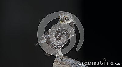 Owl, Spotted owlet Athene brama on stump Stock Photo